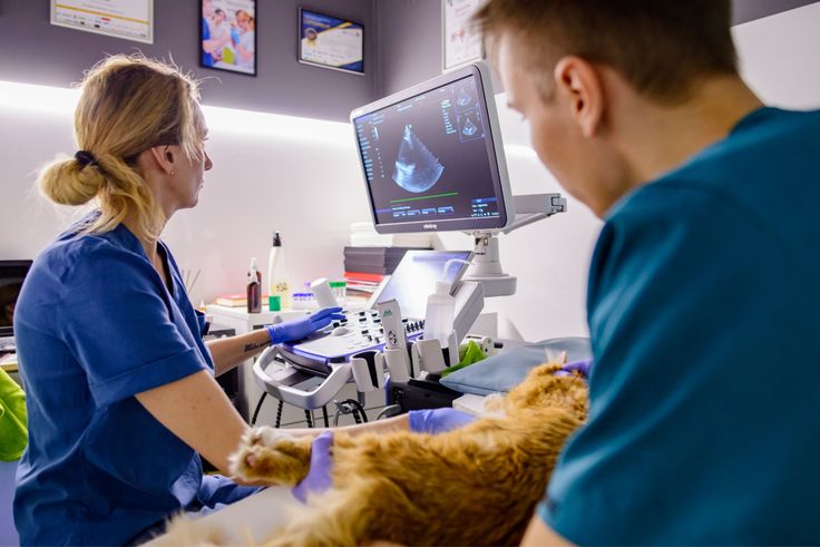 Ultrasound