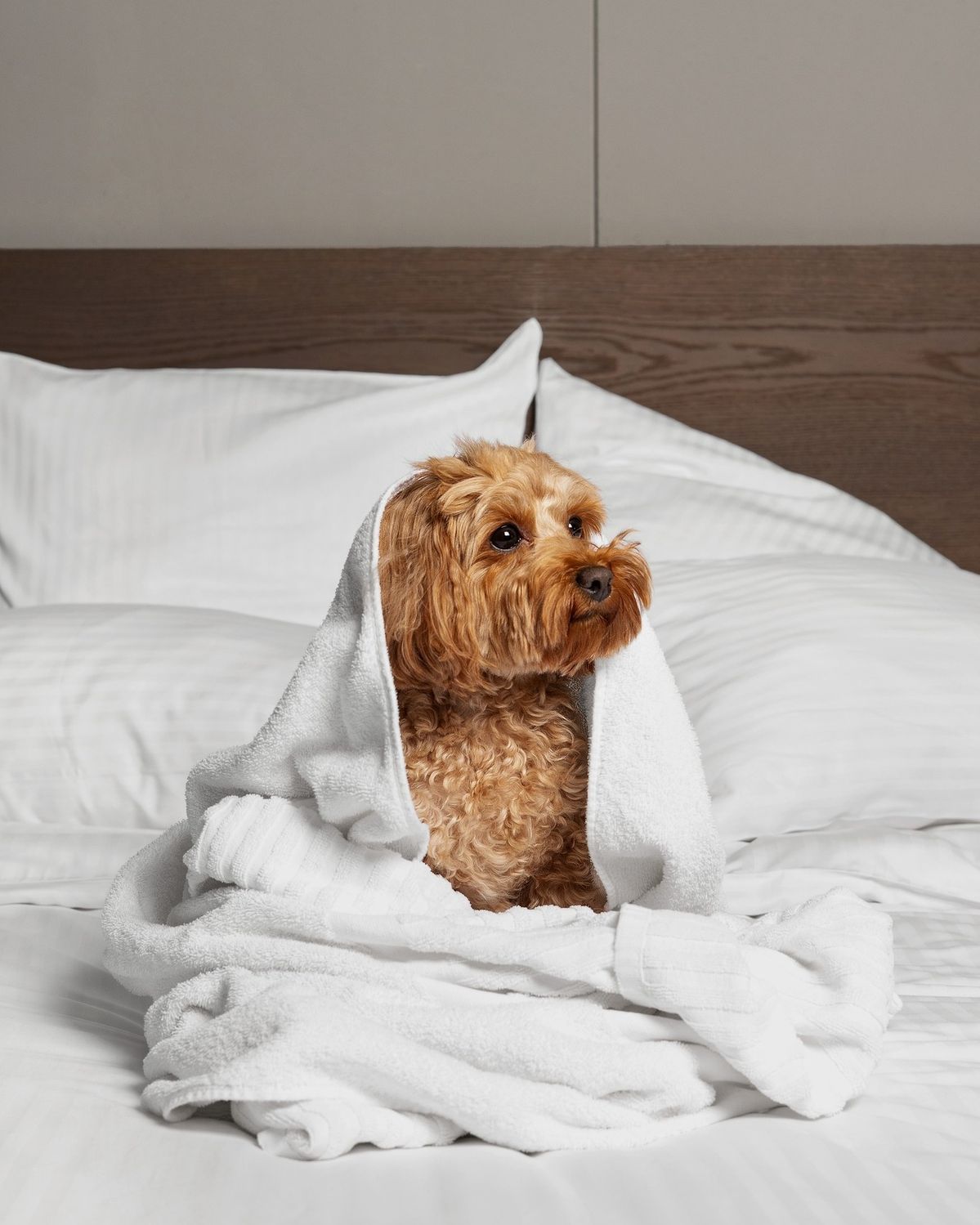 Pet Stay 