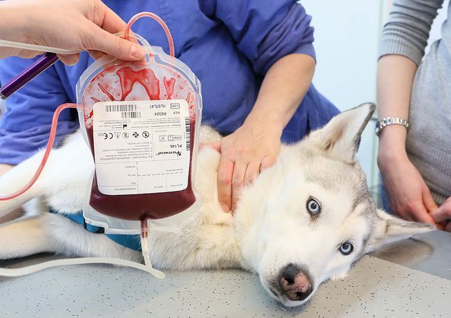 Blood Test