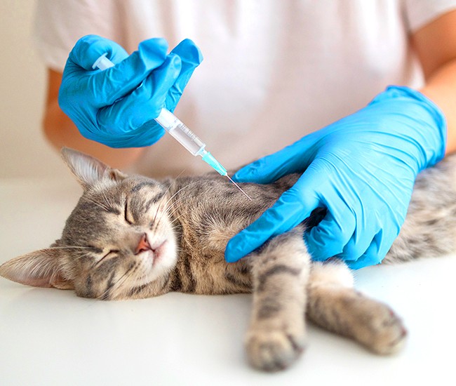 Vaccination
