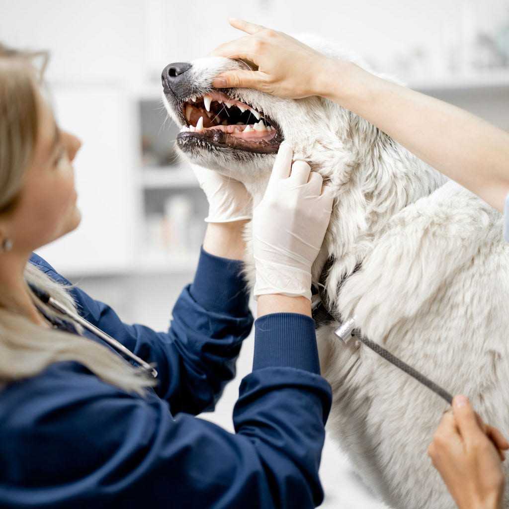 Dental Scaling