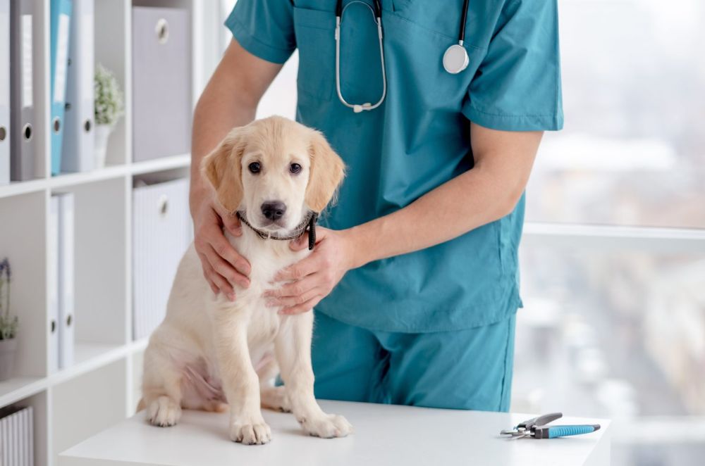 Medical Check Up